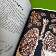 Last inn bildet i Galleri-visningsprogrammet, Anatomikum